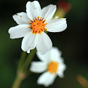 Bidens pilosa (鬼針草)