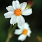 Bidens pilosa (鬼針草)
