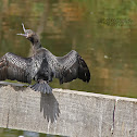 Little Black Cormorant