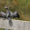 Little Black Cormorant