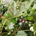 berries