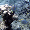 Ornate Butterflyfish