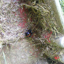 Black Widow