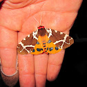 Great Tiger Moth