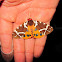 Great Tiger Moth
