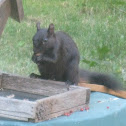 Eastern Grey Squirrel