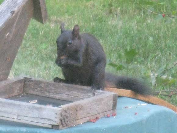 Spotting Image 1