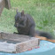Eastern Grey Squirrel