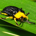 Beetle