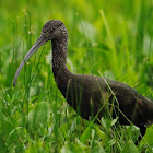 glossy ibis