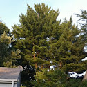 Eastern White Pine