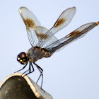 Four-spotted Pennant Dragonfly