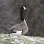 Canada Goose