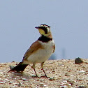 Horned Lark