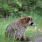 Raccoon