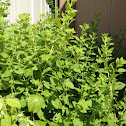 Lemon Balm