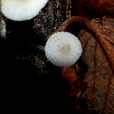 Mycena