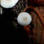 Mycena