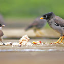 Jungle Myna