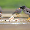 Jungle Myna