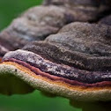 Shelf mushroom