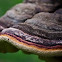 Shelf mushroom