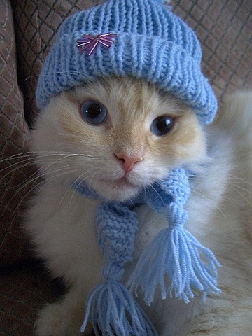 [HAPPYCAT[3].jpg]