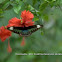 Rajah Brooke Birdwing (F)