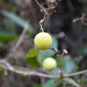 Tropical Soda Apple
