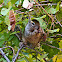 Rock Squirrel 
