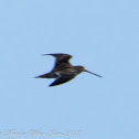 Snipe; Agachadiza Común