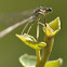 Damselfly
