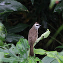 Yellow - vented Bulbul