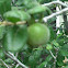 Texas Persimmon