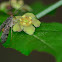 Scorpionfly