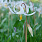 White Fawn Lily