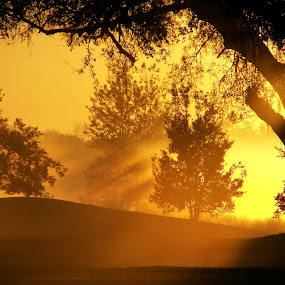 Sunrise by Raymond Earl Eckert - Landscapes Forests