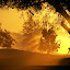 Sunrise by Raymond Earl Eckert - Landscapes Forests
