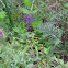 Tassel hyacinth