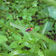 Scarlet-bordered Assassin Bug