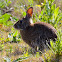 Brush Rabbit