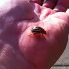 Potato Bug