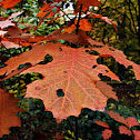 Oak Tree Leaf