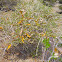 CORNICAL, Periploca angustifolia