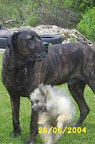havanese_great_dane