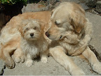 Havanese_and_Golden