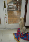 housebreaking_bell_training