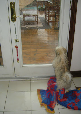 havanese housebreaking problems housebreaking and litter havanese fanciers of canada havanese housebreaking problems housebreaking and litter havanese fanciers of canada