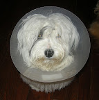 early_spaying
