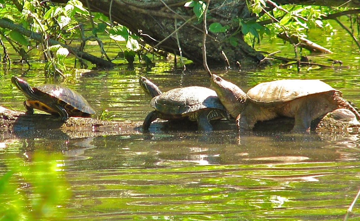 Red-eared Sliders and Common Snapping Turtle